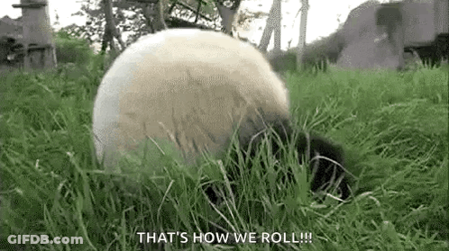 Panda Rolling And Eating Grass GIF
