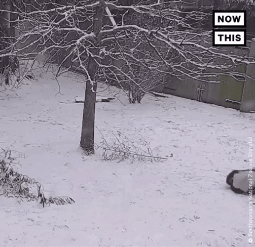 Panda Rolling Outside On Snow Day GIF