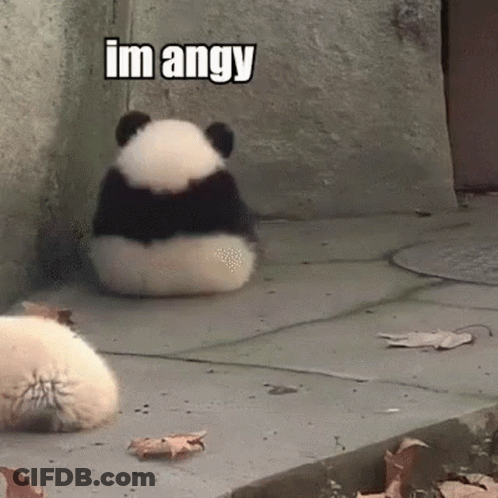 Panda Sitting Back To Camera Saying Im Angy GIF