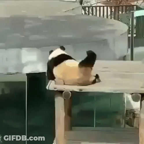 Panda Sitting On Wooden Platform In Zoo GIF