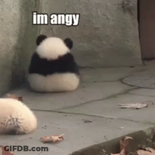 Panda Sitting With Back To Camera Saying I'm Angry GIF