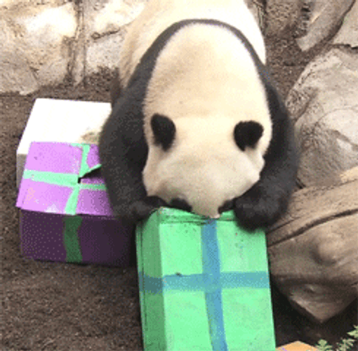Panda Taking Gift GIF