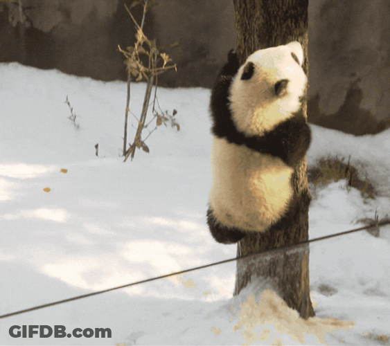 Panda Tree Climb Winter GIF