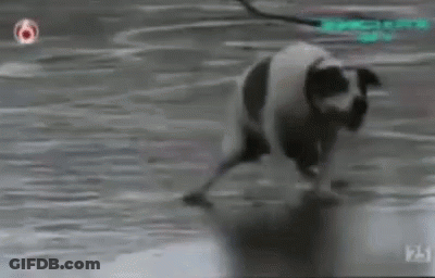Panda Walking On Snow GIF