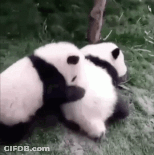 Pandas Abrazo GIF