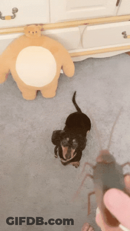 Panic Dog Chasing Tail Cockroach GIF