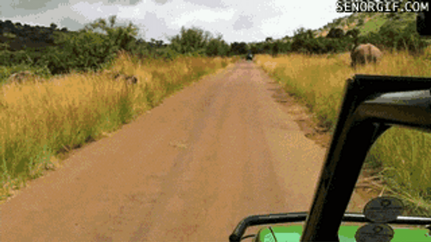 Panicking Baby Elephant Running Away GIF
