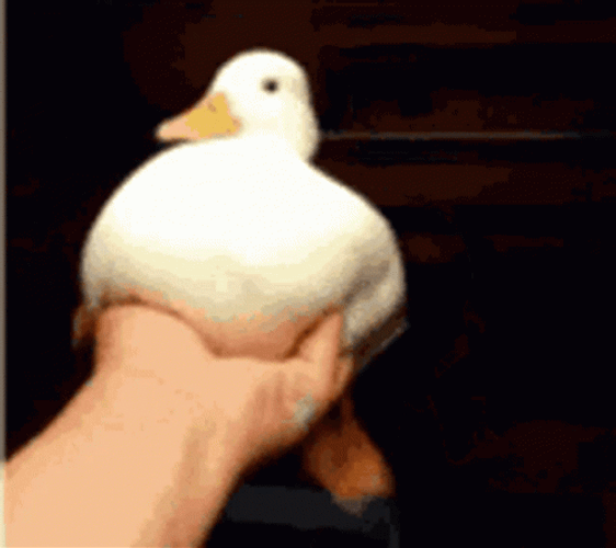 Panicking Duck On Hold GIF