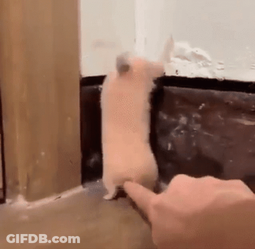 Panicking Human Like Hamster Meme GIF