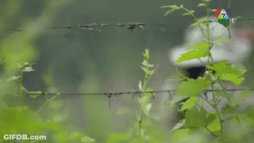 Paparazzi Hiding Leaves Thai Drama GIF