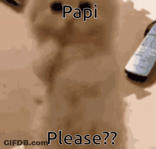Papi Please Cute Kitten GIF