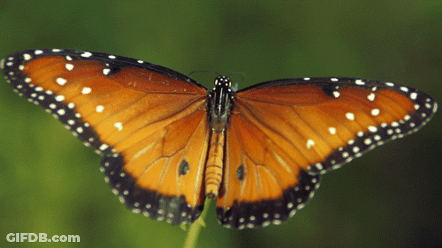 Papillon Butterfly Wings Flap GIF