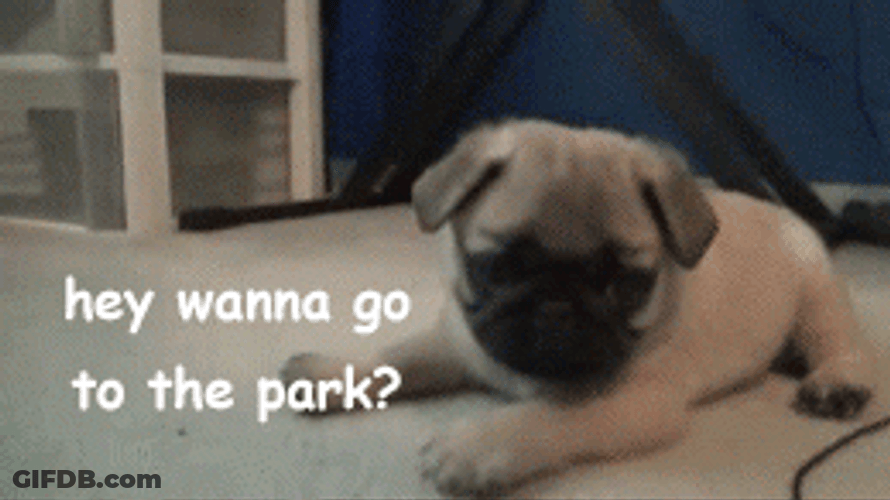 Park Attack Meme Dog GIF