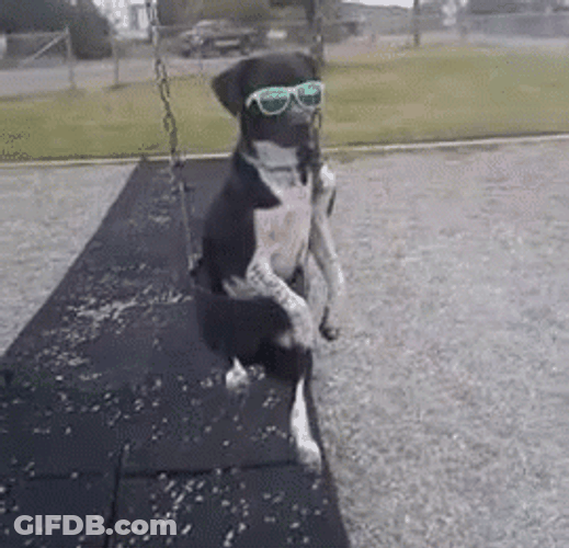 Park Swing Dog Swag GIF
