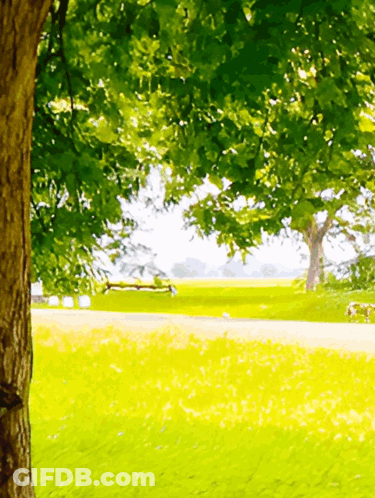Park With Bench And Trees GIF