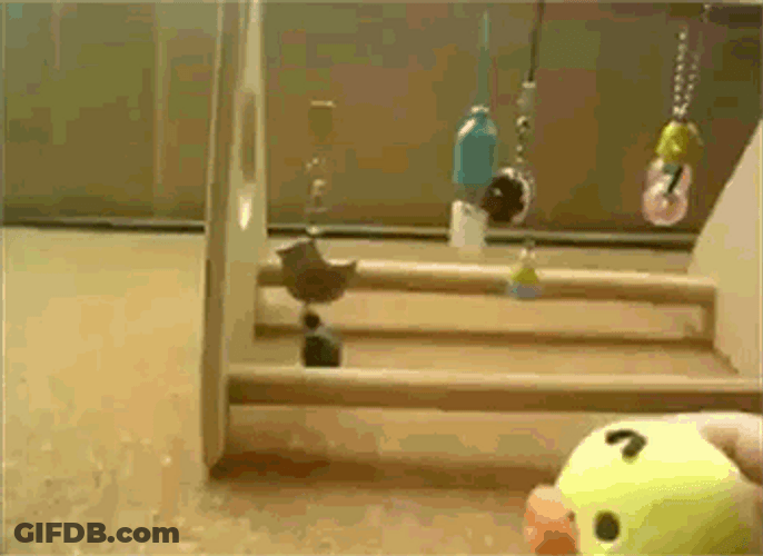 Parrot And Duck Toy Just Dance GIF
