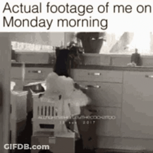 Parrot Crazy Monday GIF