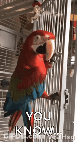 Parrot Dancing GIF