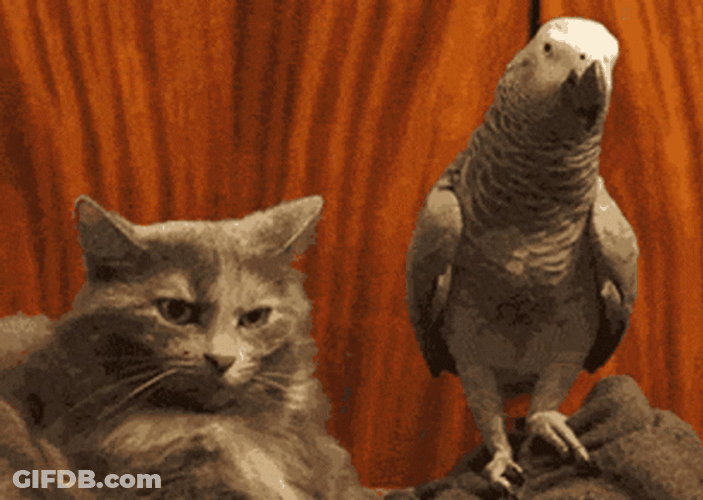 Parrot GIF
