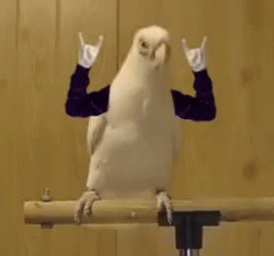 Parrot Funny Metal Headbang GIF