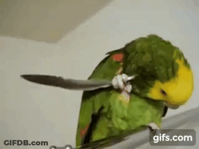 Parrot Head Scratch Using Feather GIF