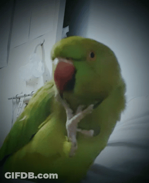 Parrot Holding His Chin GIF
