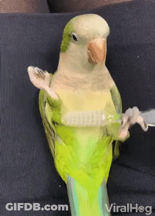 Parrot GIF