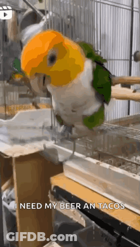 Parrot In Cage Saying I Need My Beer And Tacos GIF