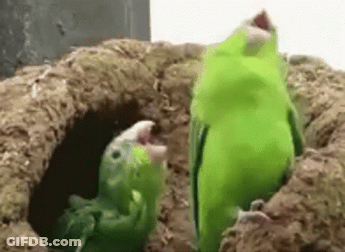 Parrot Looking For Nut GIF