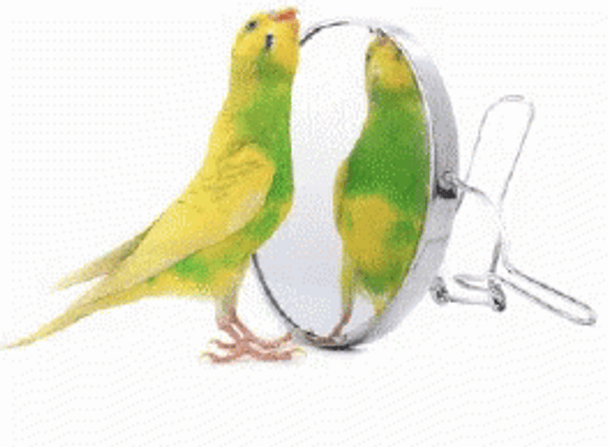 Parrot Looking In The Mirror GIF