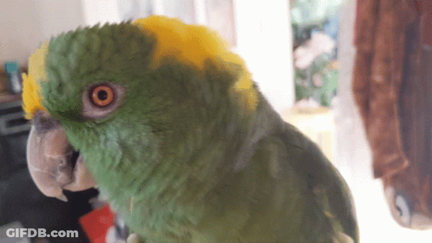 Parrot Looks Like Thinking Something GIF