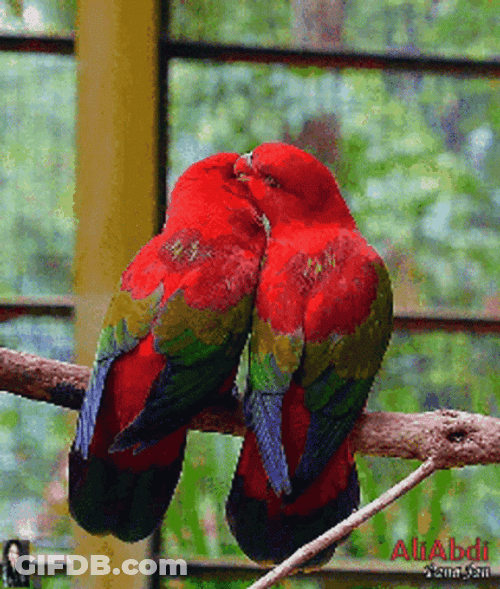 Parrot Lovebirds Kissing GIF