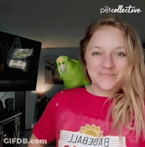 Parrot GIF