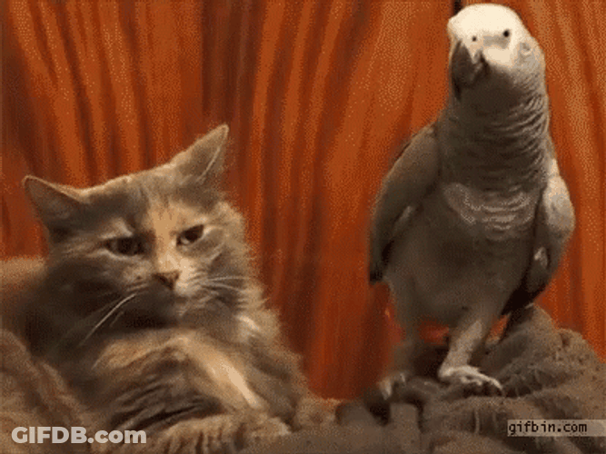 Parrot Mocking The Cat GIF