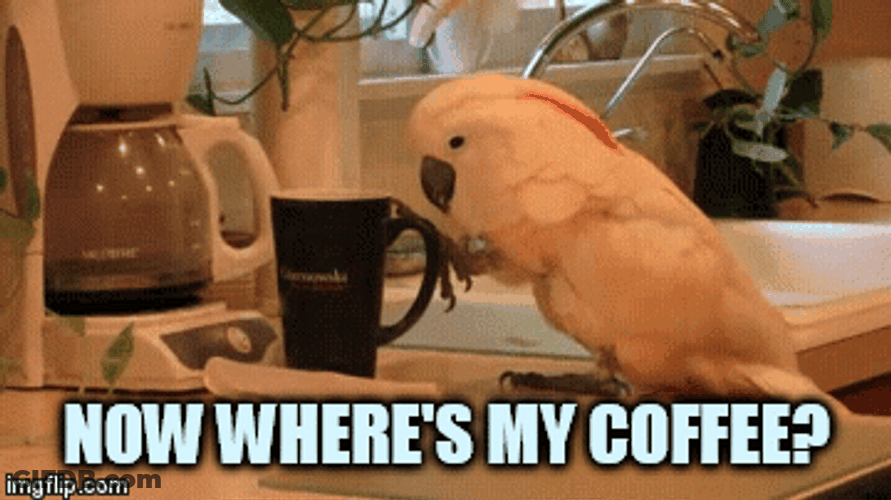 Parrot Need Coffee Right Now GIF