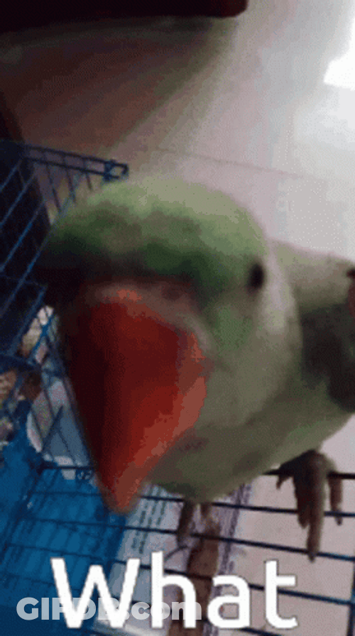Parrot Outside Of Blue Bird Cage GIF