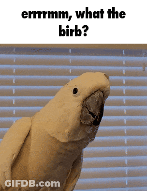 Parrot Saying Errrrmm What The Birb GIF