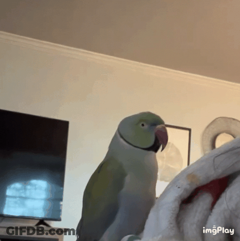 Parrot Sitting On Blanket In Living Room With TV GIF