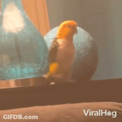 Parrot Sitting On Couch In Front Of Vase GIF