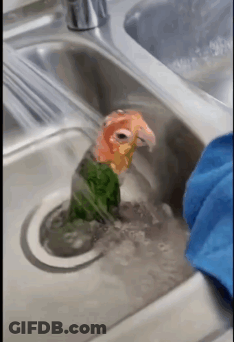 Parrot Standing In Sink With Blue Towel GIF