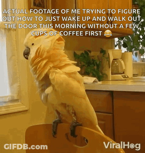 Parrot Standing On Chair Saying Actual Footage Of Me Trying To Figure Out How To Just Wake Up And GIF