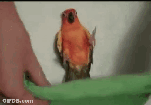 Parrot Standing On Green Object GIF