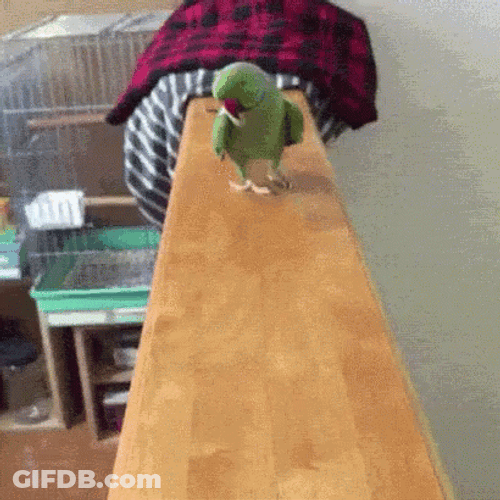 Parrot Walking Peacefully GIF