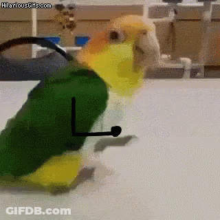Parrot Wearing Green Shirt With Letter L GIF