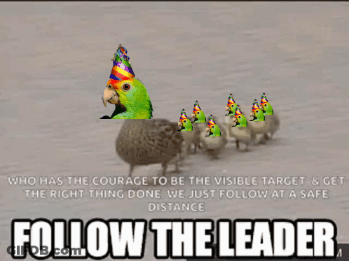 Parrot Wearing Party Hat Saying Follow The Leader GIF