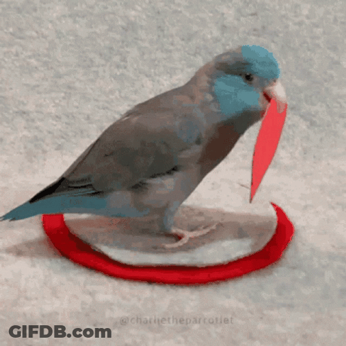 Parrot With Heart Shape On Mouth GIF