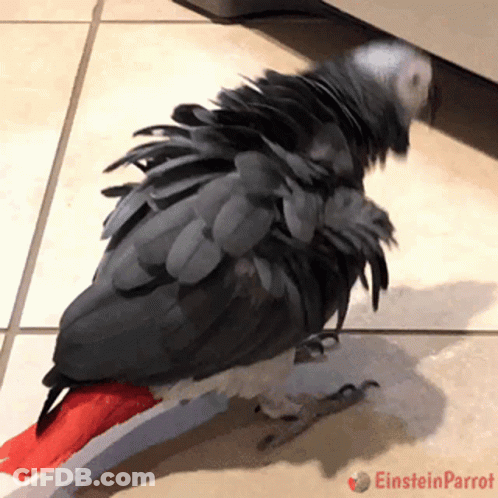 Parrot With Red Tail Standing On Tiled Floor Einstein Parrot GIF