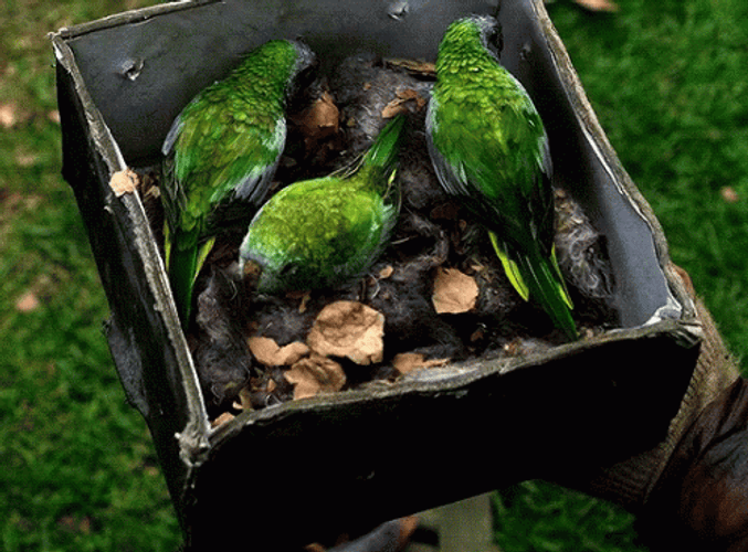 Parrots Bird Box Eating GIF