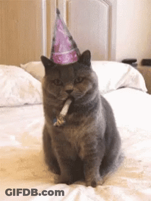 Party Cat Blowing Party Whistle GIF