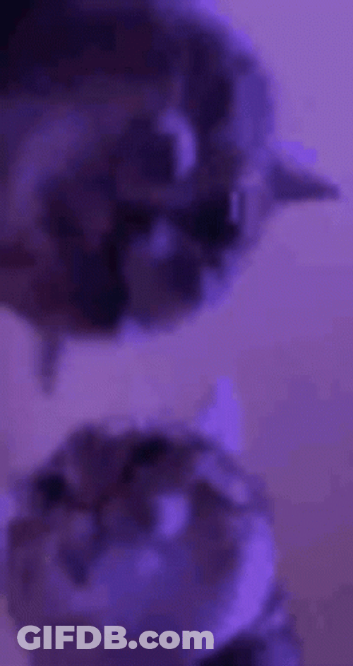 Party Cat Dance Moves GIF
